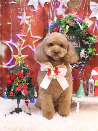 20231216マロンちゃん